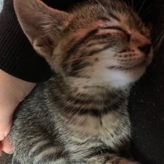 3月25日で2ヶ月目の子猫メス2匹 - 里親募集