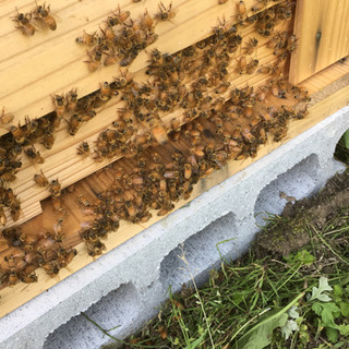 土いじり・蜂いじり　友達募集！ − 千葉県