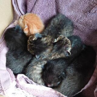 生後1週間 子猫6匹 里親募集