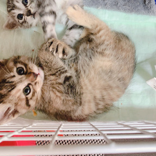 3月25日で2ヶ月目の子猫メス2匹 - 猫
