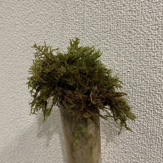 植物ワークショップ 「竹と苔と庭師」 − 香川県