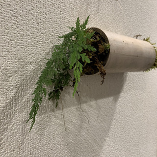 植物ワークショップ 「竹と苔と庭師」の画像