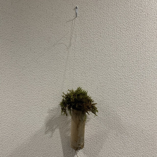 植物ワークショップ 「竹と苔と庭師」 - ワークショップ