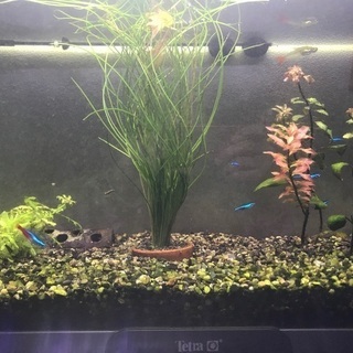 熱帯魚飼育セット一式
