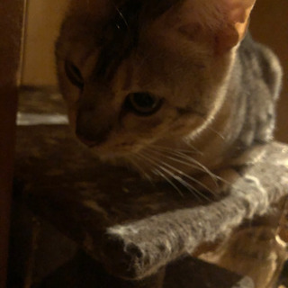 シルバーベンガル　里親さんになってくれる方お願いしますの画像