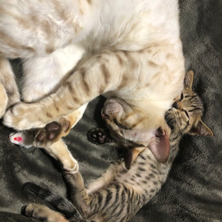 シルバーベンガル　里親さんになってくれる方お願いします - 猫