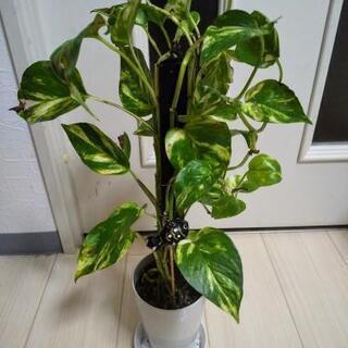 観葉植物
