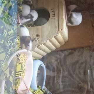 パンダマウス子供