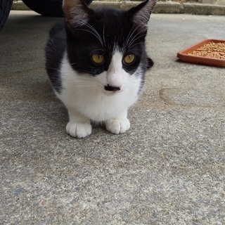 さくら猫、里親募集（再）