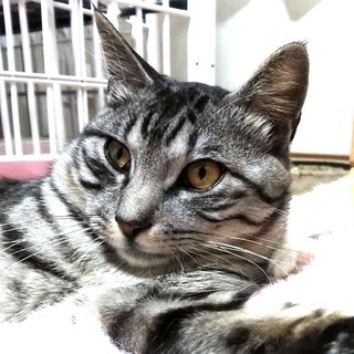 アメショー柄の若いイケメン猫さん