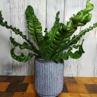 【観葉植物】アスプレニウム プリカーツム アカキ