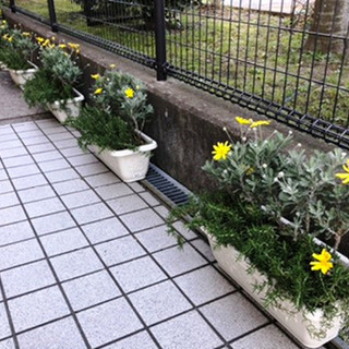ユリオプスデージーとローズマリーの植栽 プランターの画像