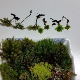 コケ色々セット