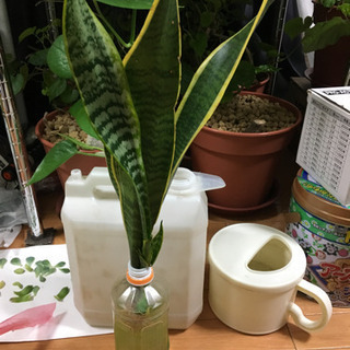 水差し斑入りサンスベリア ２個セット