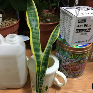 水差し斑入りサンスベリア ２個セットの画像