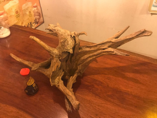 多肉植物やエアープランターにいかが？