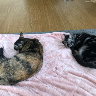 猫ちゃん好きな方、お友達になって下さい。