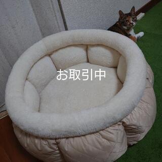 猫多頭飼い　小型犬　ベッド