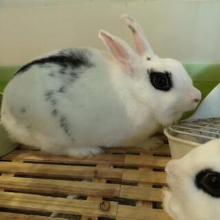 うさぎの里親募集