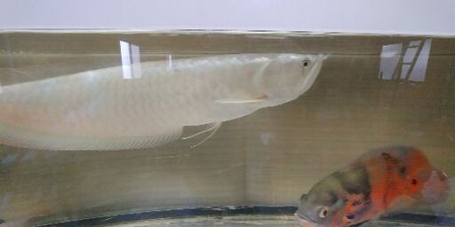 シルバーアロワナ