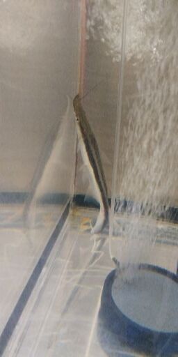 なんとかキャット