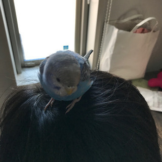 セキセイインコを保護しています。