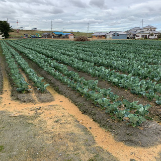 ★農業で独立★地元の和歌山で楽しく農業始めませんか？の画像