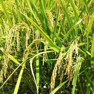 杵築市山香町山香米お米30㎏