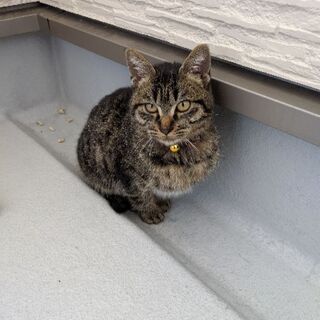 甘えた猫