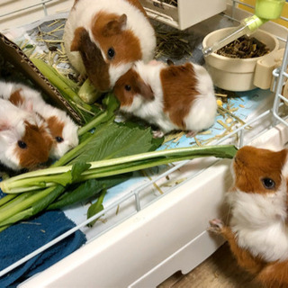 モルモットの赤ちゃん　2月18日生まれ
