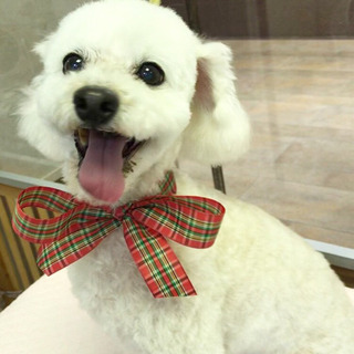 ★カットモデル犬募集★