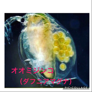 送料込み！全滅保証付！オオミジンコ100匹
