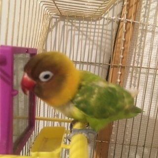5歳のボタンインコオスです