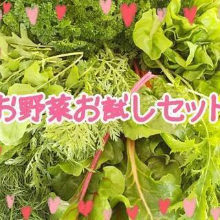 しばらく完売✨ミニお野菜お試しセット【よねベジ】