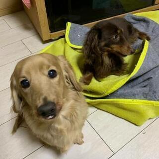 里親募集です！