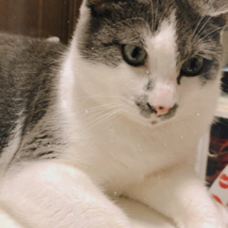 人懐っこい雄猫です