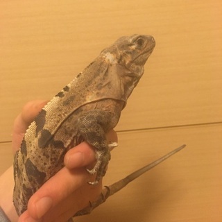 ツナギトゲオイグアナ