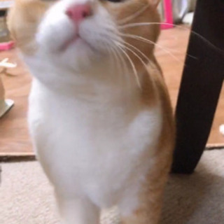 2歳の茶白のみゆちゃんです！