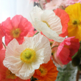 🌱🌼🌸🍀よりどり5️⃣ポットの画像