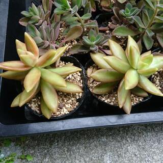 多肉植物  銘月  ボルトジンユの画像