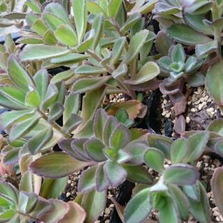 多肉植物  銘月  ボルトジンユの画像