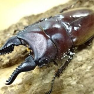 フォルケプスノコギリクワガタ幼虫初令