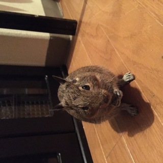 デグー　雄　１歳と少し