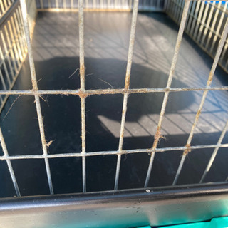 フェレット　小動物　ゲージの画像