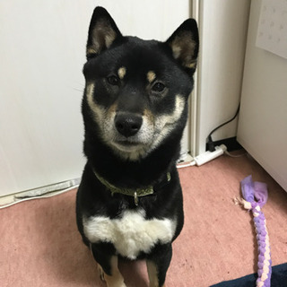 一旦停止　柴犬黒　