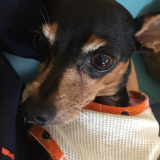 犬友達募集