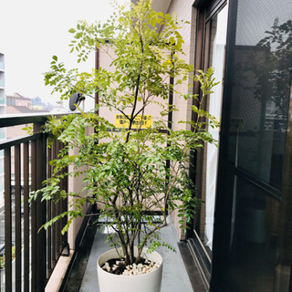 【無料】観葉植物２つ：大型シマトネリコ、小型オリーブの画像