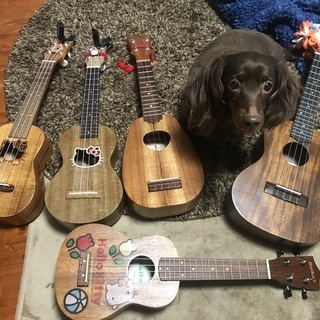 ♫ ウクレレサークル生徒募集 ♫の画像
