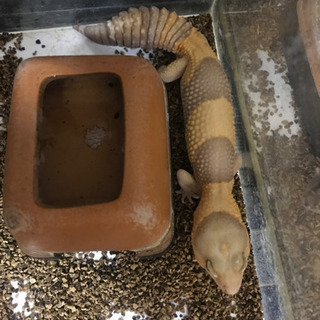 ニシアフリカトカゲモドキ