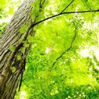 🍀免疫力向上キャンペーン🍀の画像